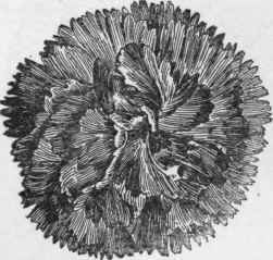 Carnation flower Radiance, showing deeply serrated petals.