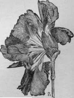 Carnation flower showing the calyx which has split on account of poor shape.
