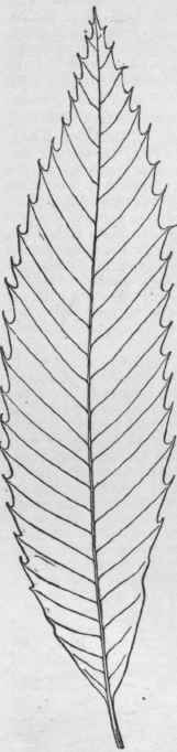 Castanea dentata. (X 1/2)