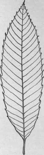 Castanea sativa. (X1/2)