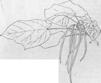 Catalpa ovata in fruit. (X 1/6)