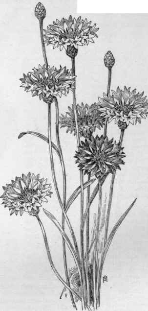 Centaurea Cyanus. (X 1/2)