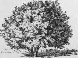 Ceratonia Siliqua.