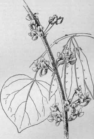 Cercis canadensis. (X 1/2)