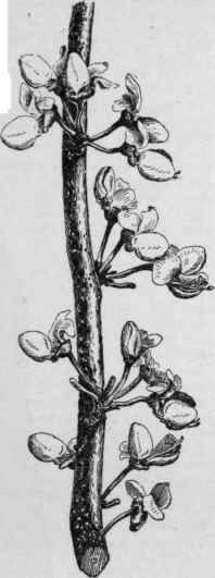 Cercis chinensis. (Natural size)