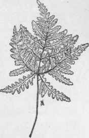 Ceropteris triangularis. (X 1/3)