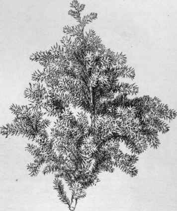 Chamaecyparis pisifera variety squarrosa.