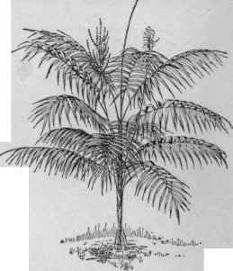 Chamaedorea glaucifolia.