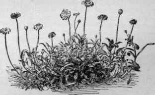 Charieis heterophylla.