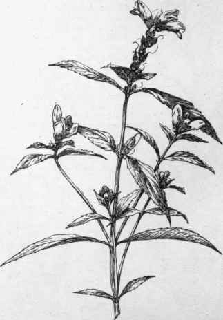 Chelone glabra. (X 1/4)