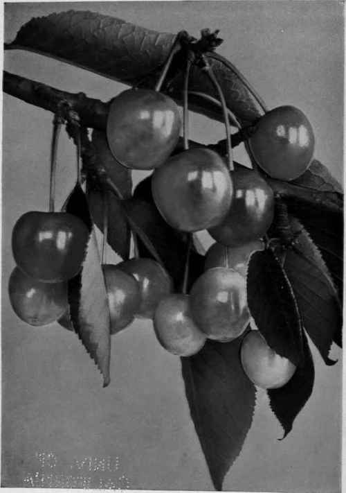 Cherry.   Specimen fruits of one of the heart cherries