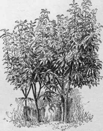 Chestnut sprouts two years grafted. The cion was inserted where branching begins.