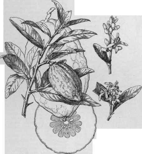 Citron Citrus Medica, Corsican variety. (X 2/5)