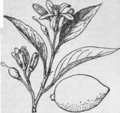 Citrus Limonia. (X1/3, fruit 1/4)