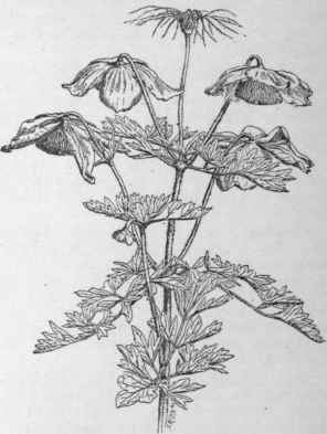 Clematis Stanleyi. ( X 1/3)