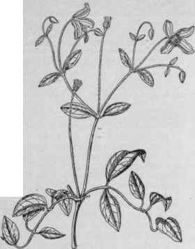 Clematis eriostemon. (X 1/6)