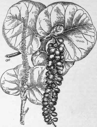 Coccoloba uvifera. (X 1/5)
