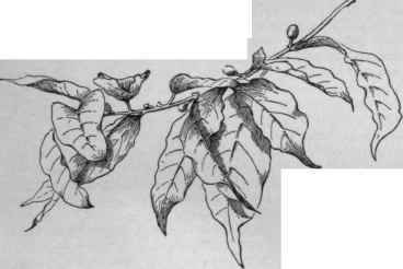 Coffea arabica. (X 1/4)