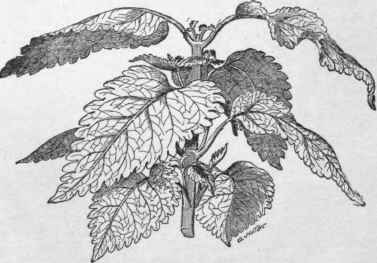 Coleus Blumei variety Verschaffeltii.