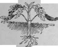 Coleus cutting.