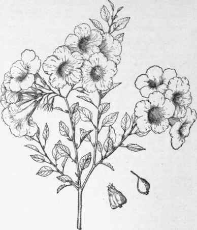 Cordia Greggii variety Palmeri. (X 3/5)