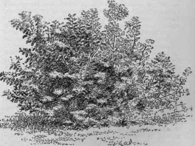 Cornus stolonifera.