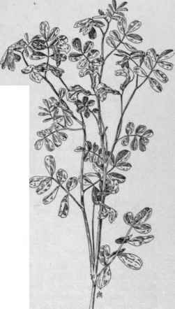 Coronilla Emerus.