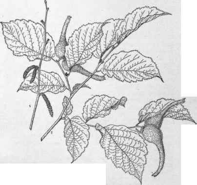 Corylus rostrata. (X 1/2)