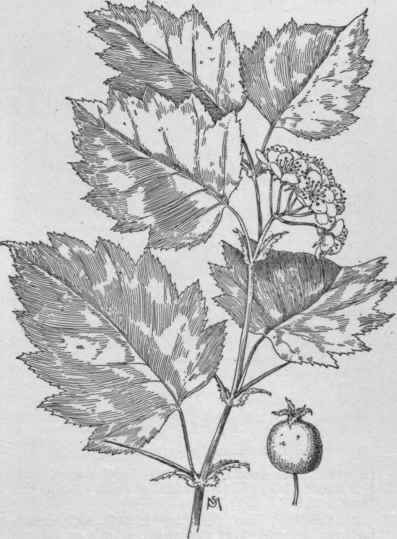 Crataegus coccinioides (X 2/3). No. 9.