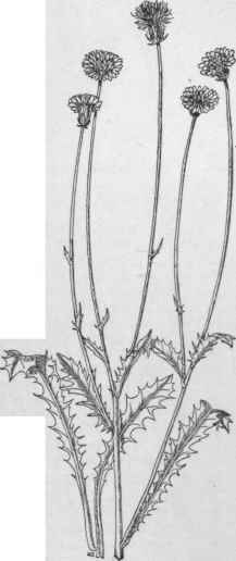 Crepis rubra. (X 1/4)