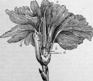 Cross section of carnation flower showing reproductive organs.