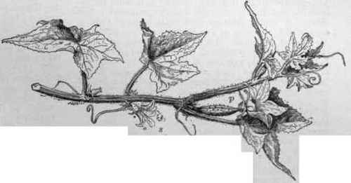 Cucumis sativus. Staminate flower at s; pistillate at p. (X 1/3)