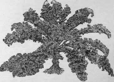 Curled kale.   Brassica oleracea variety acephala.