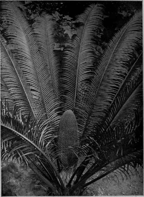 Cycas circinalis, the male plant.