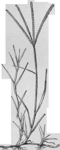 Cynodon dactylon. (Natural size.)