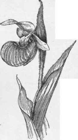 Cypripcdium spectabile. (X 2/3)