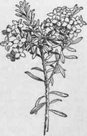 Daphne Cneorum.