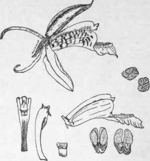 Details of Coelogyne speciosa.