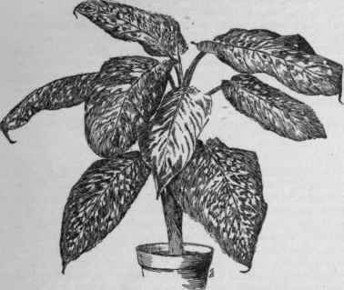 Dieffenbachia Seguine variety nobilis.