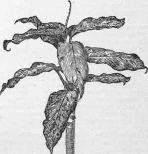 Dieffenbachia picta variety Bausei.