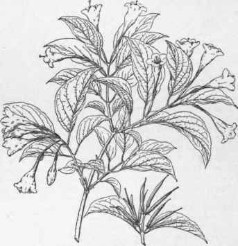 Diervilla japonica. (X 1/3)
