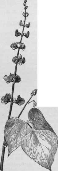 Dolichos Lablab (form giganteus). (XX)