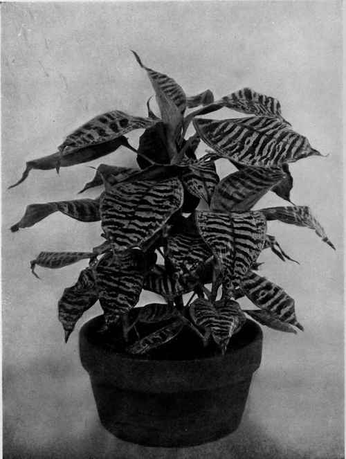 Dracaena Goldieana, a foliage plant from tropical Africa.