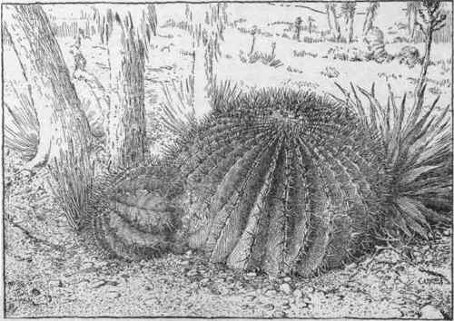 Echinocactus Palmeri. No. 46.