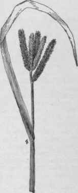 Eleusine coracana. (X 1/2)