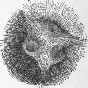 End of a mature coconut. The nut sprouts usually from the largest eye.