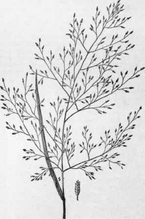 Eragrostis suaveolens. (X 1/4)