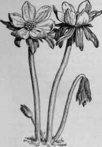 Eranthis hyemalis.