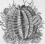 Euphorbia meloformis (X 1/3). No. 44.