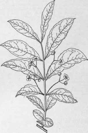 Evonymus obovata. (X 2/3)